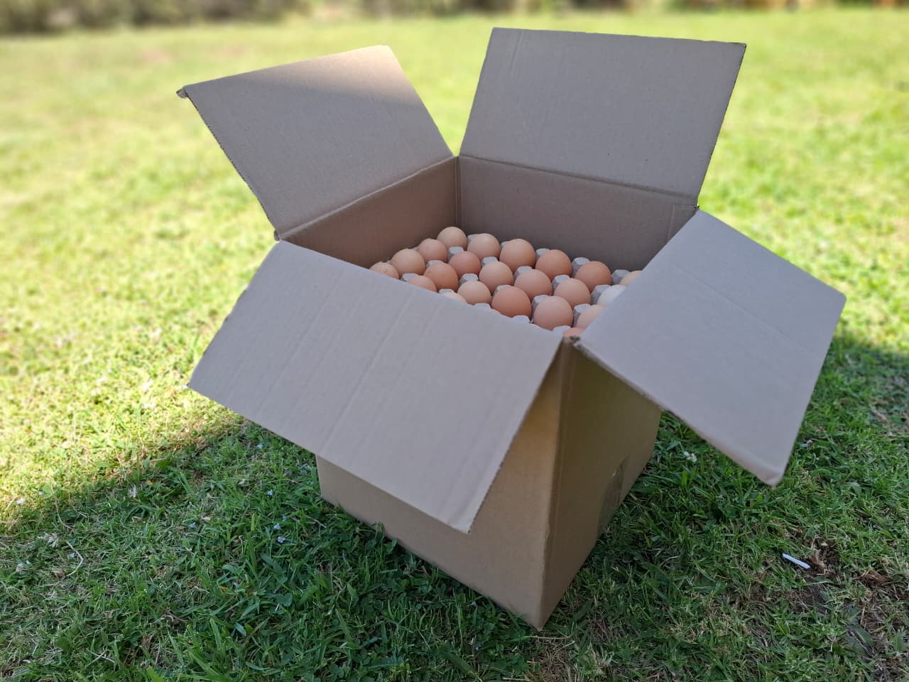 15 Dozen Egg Box
